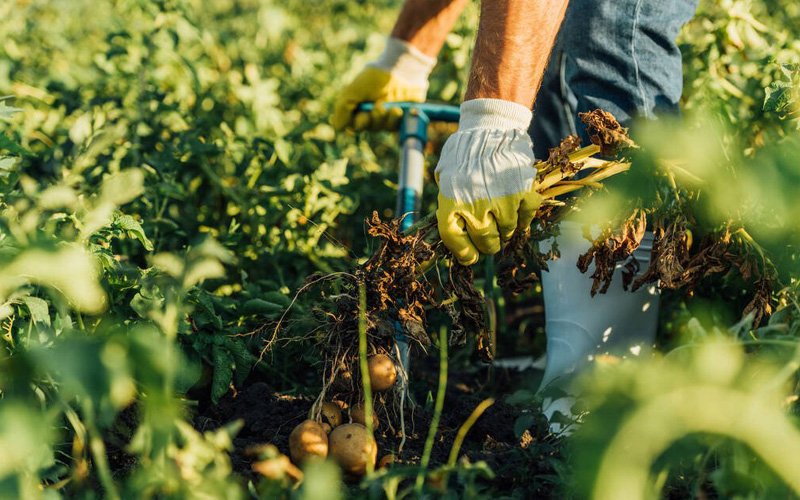 Agricultural Safety Gloves Pakistan - Farming and Gardening Gloves by Fandar Work Wear